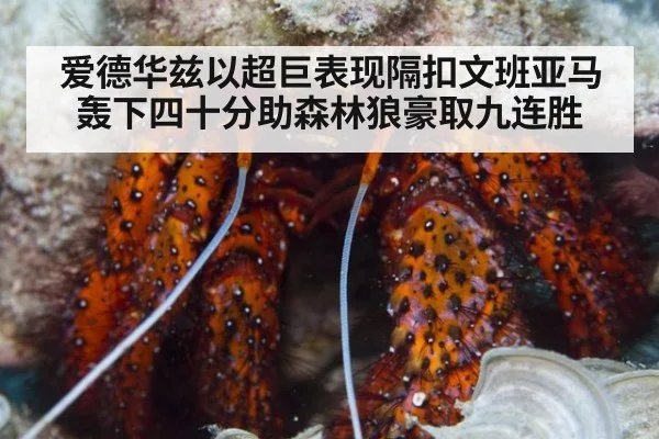 爱德华兹以超巨表现隔扣文班亚马轰下四十分助森林狼豪取九连胜